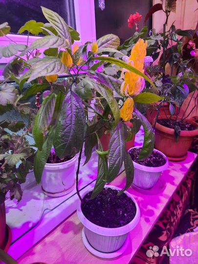 Пахистахис