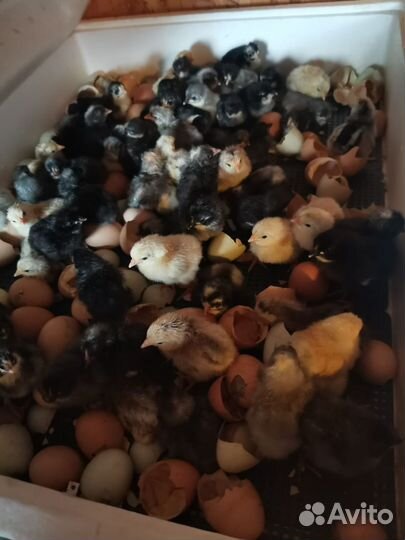 Инкубационные яйца хуторский доминант помнишь