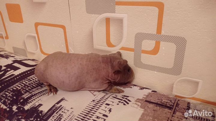 Морская свинка скинни, Тексель, Лункария