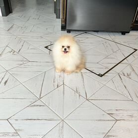 Pomeranian boo puppies