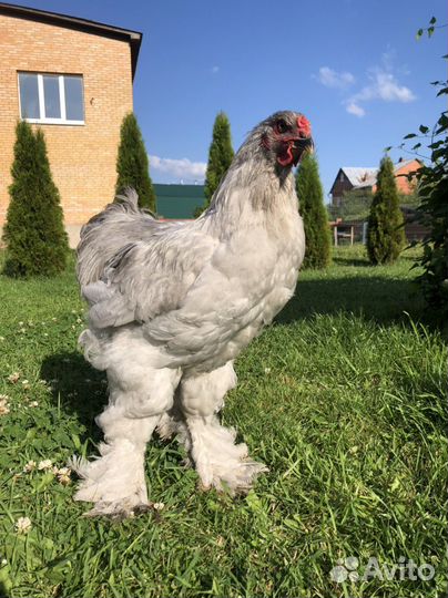 Голошейный Фавероль Брама лаванда петухи