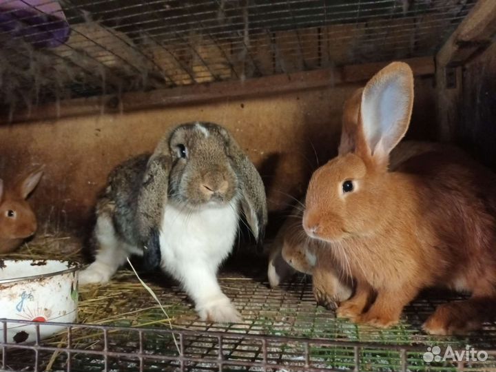 Продаю крольчат