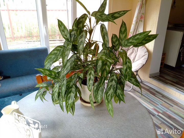 Комнатные цветы