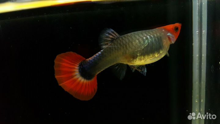 Гуппи Ред Тукседо Кои