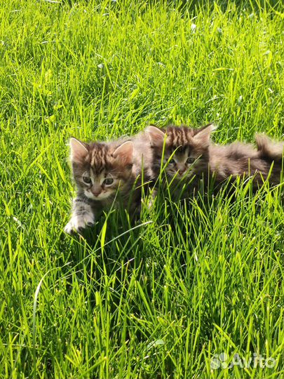 Продам котят