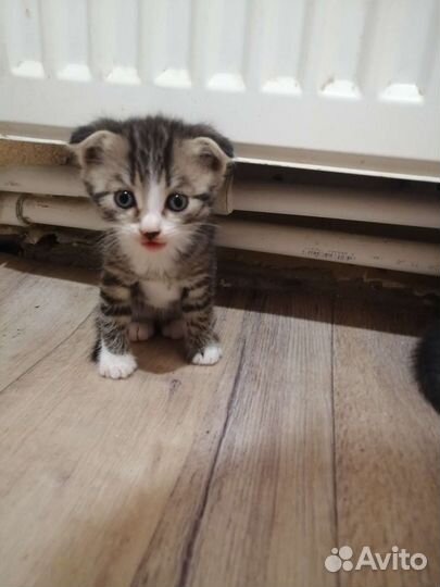 Вислоухие котята