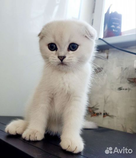 Кошки шотландцы