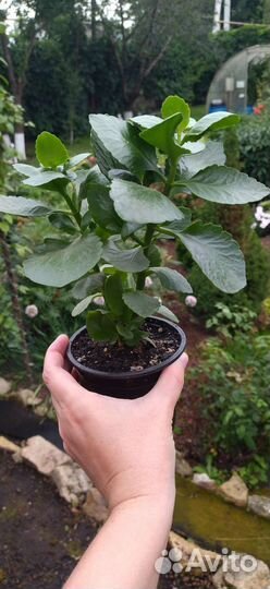 Домашние цветы