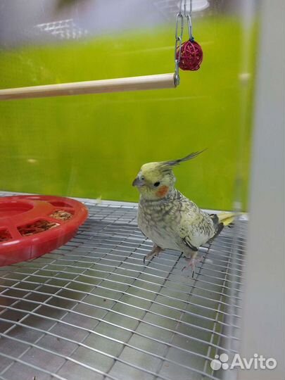 Попугаи разных видов