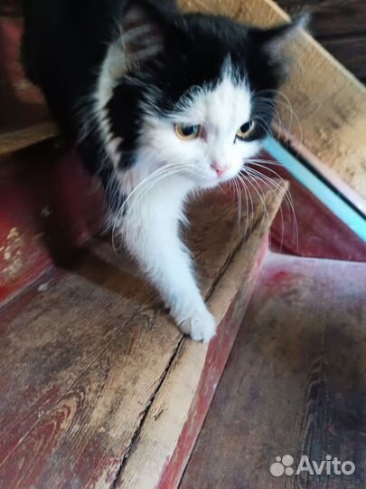 Найден котик