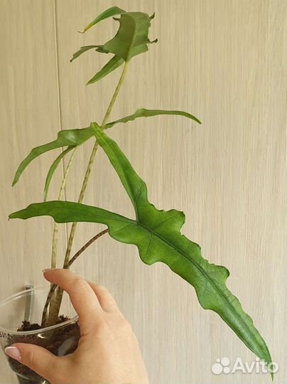 Алоказия девил хорн / Сабрина