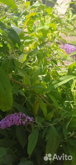 Буддлея Давида