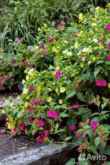 Поделюсь семенами