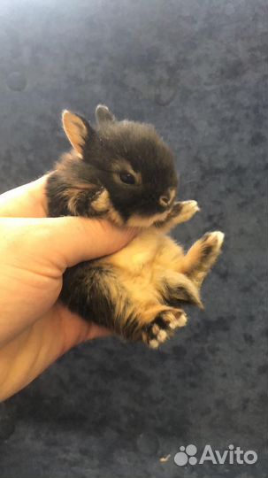 Кролики карликовые декоративные мини