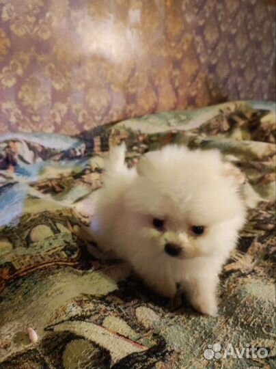 Продаются щенки померанского шпица