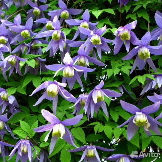 Клематис альпийский / Clematis alpina