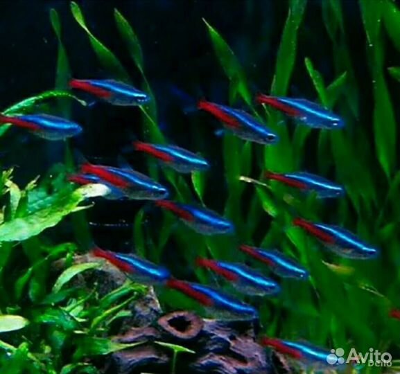 Рыбки оптом