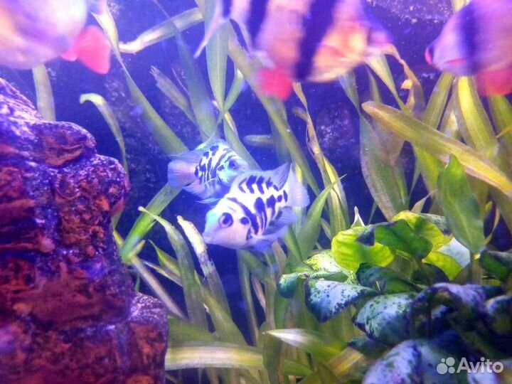 Аквариумные рыбки