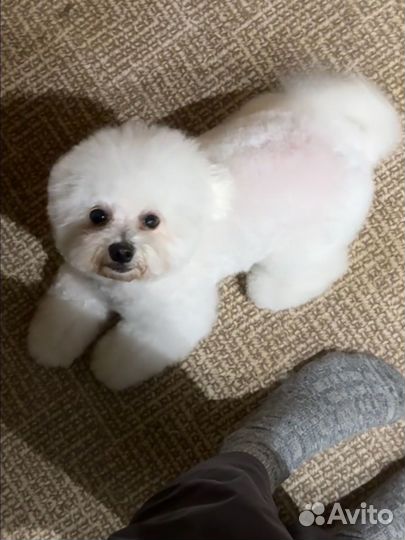 Груминг животных