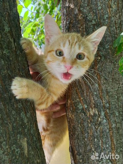 Котик Персик ищет дом