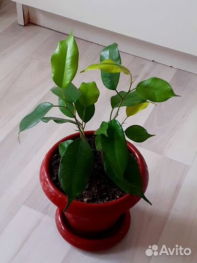 Фикус голден Моника