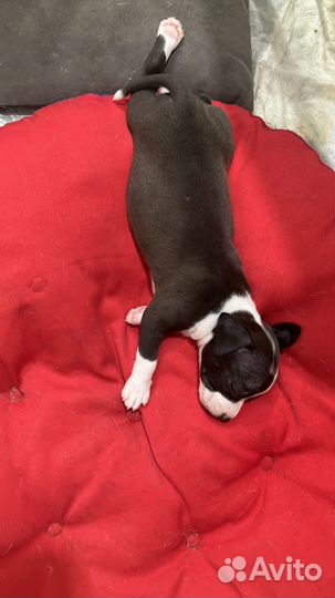 Щенок стафф