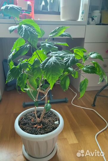 Комнатные цветы