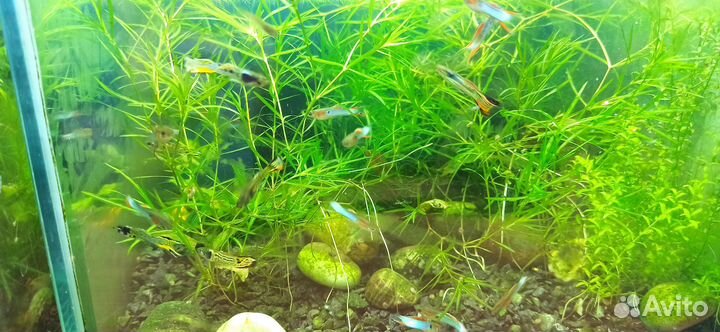 Гуппи эндлера