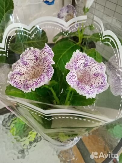 Глоксинья цветущая