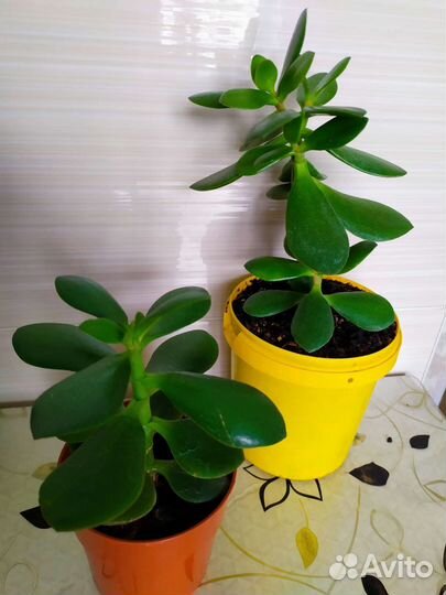 Фикус Бенджамин замиокулькас толстянка кротон