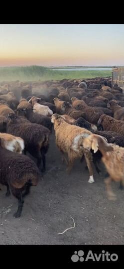 Эдильбаевские ярочки