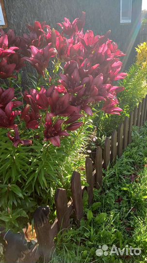 Продам Лилии 250 р