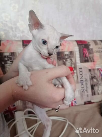 Донской сфинкс