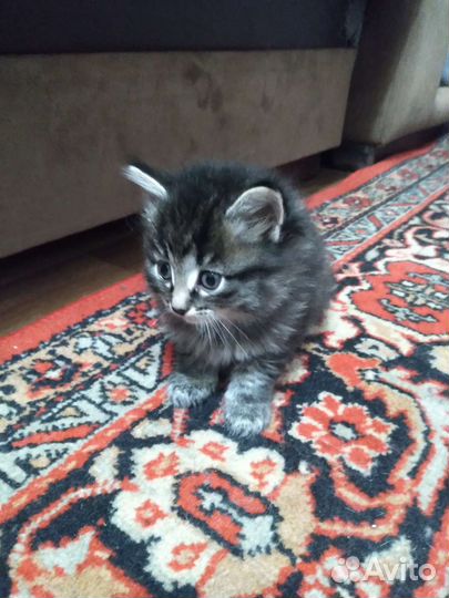 Сибирская кошка бесплатно