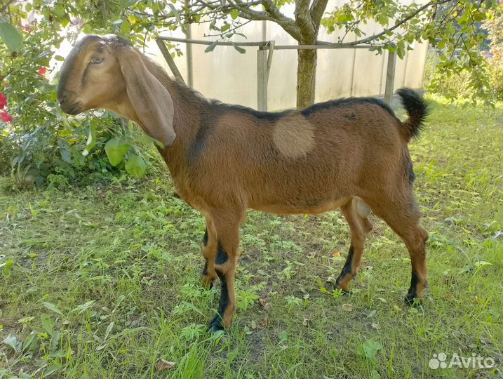 Англо-нубийские козы и козел