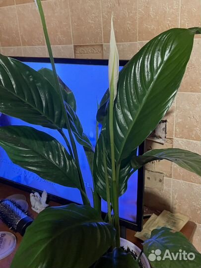 Цветок женское счастье