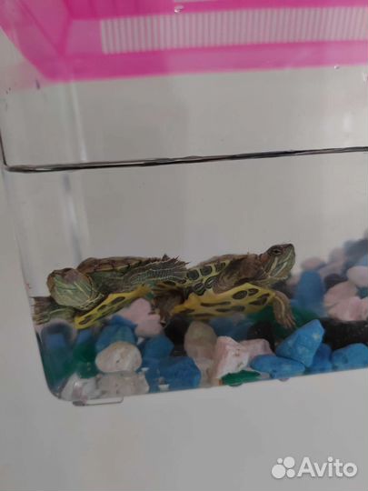 Черепаха красноухая