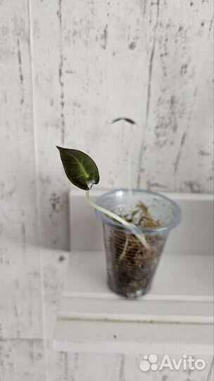 Алоказия полли