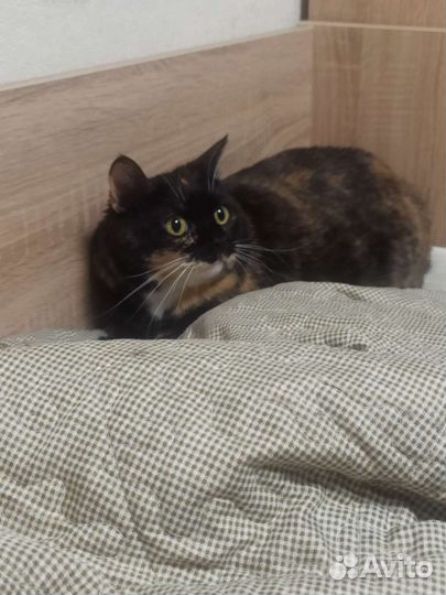 Отдам чудо в добрые руки