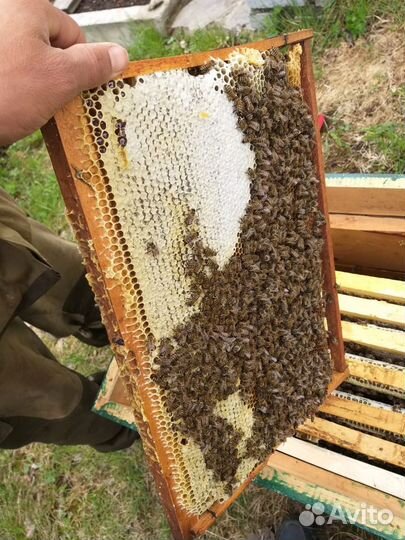 Пчелопакеты карпатка, карника из Белоруссии