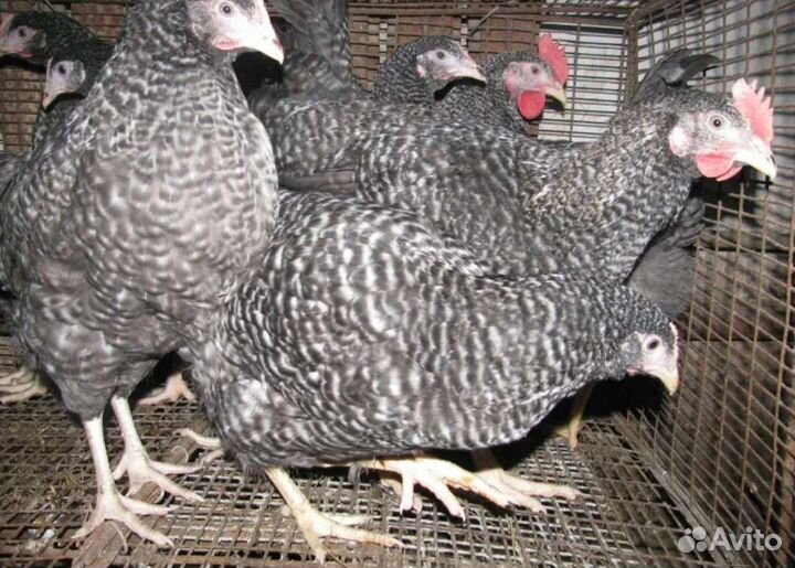 Куры молодки,Утки