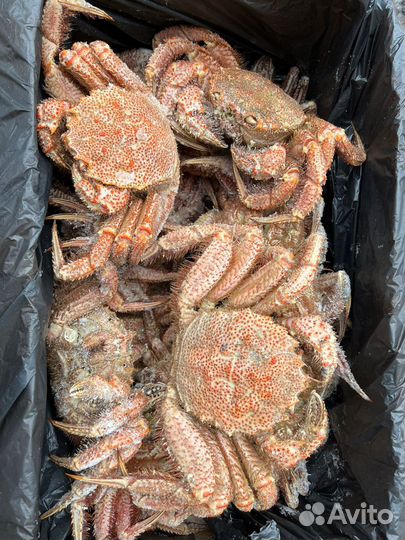 Краб волосатик