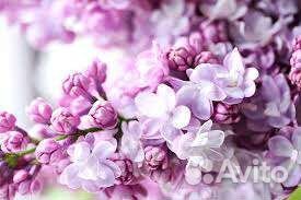 Саженцы сирени