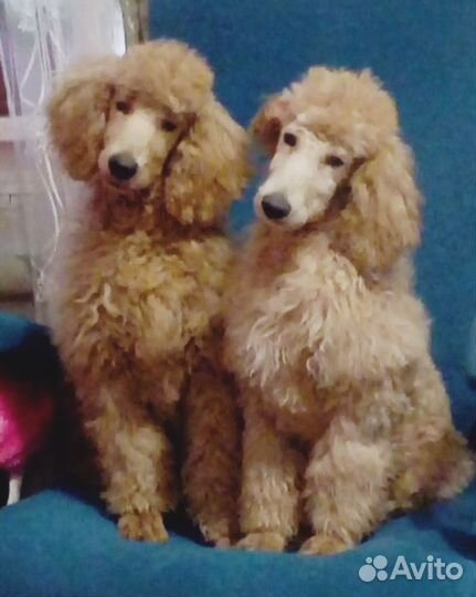 Щенки пуделя королевского