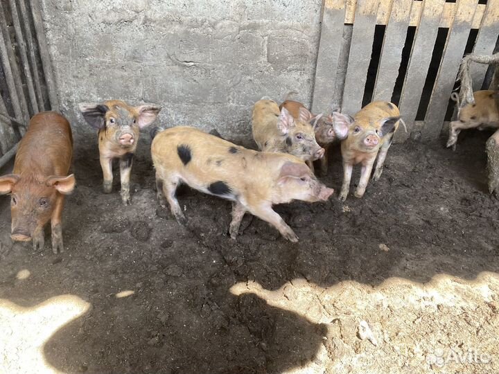 Поросята ландрас дюрок