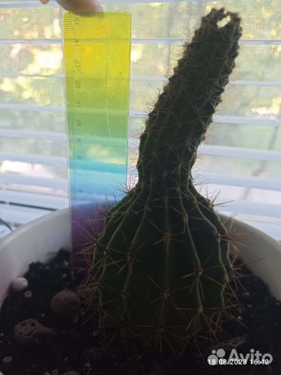 Большой кактус