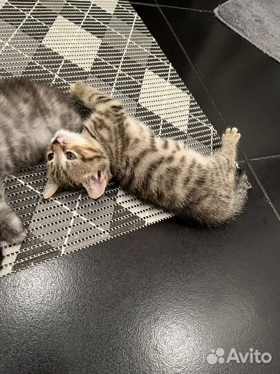 Шотландская кошечка