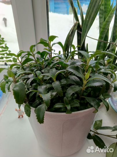 Каланхоэ лечебное продам