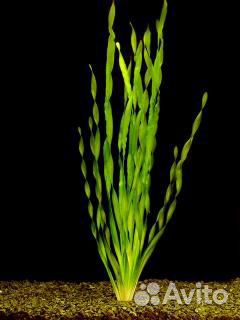 Аквариумные растения