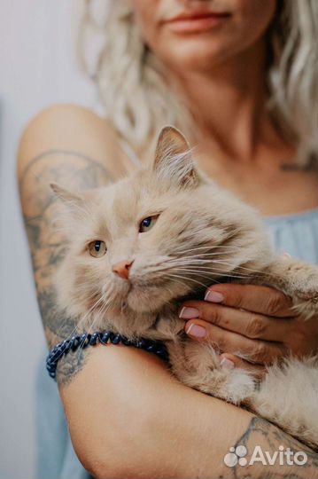 Кот Маффин ищет дом